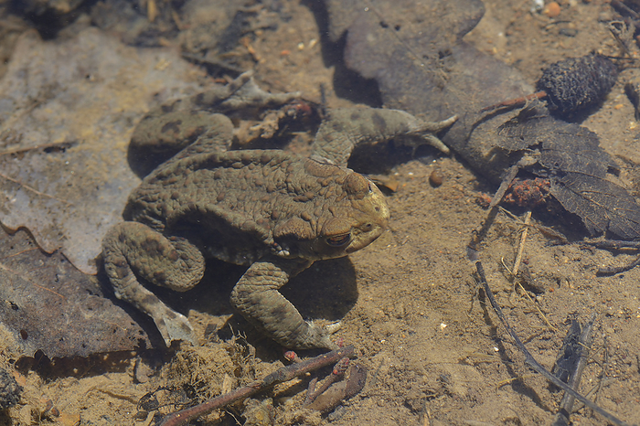 Common toad Common toad, by Zoonar Karin Jaehne