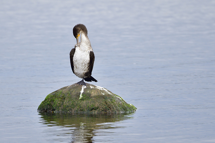 Great cormorant Great cormorant, by Zoonar Karin Jaehne