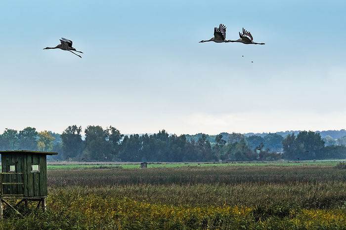 Flying cranes  Grus grus  at Western Pomerania lagoon area Flying cranes  Grus grus  at Western Pomerania lagoon area, by Zoonar Katrin May