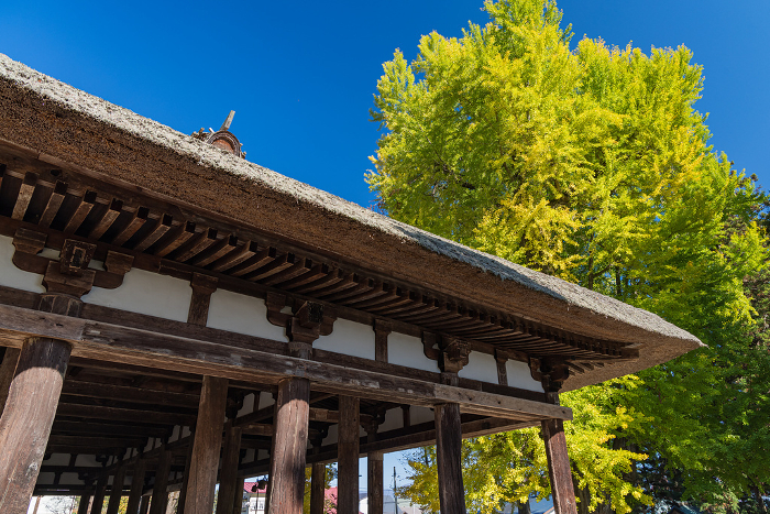 Ginkgo Biloba and Kumano Shrine long floor of Shingu Kumano Shrine in Shingu, Keitoku-cho, Kitakata City, Fukushima Prefecture, Japan