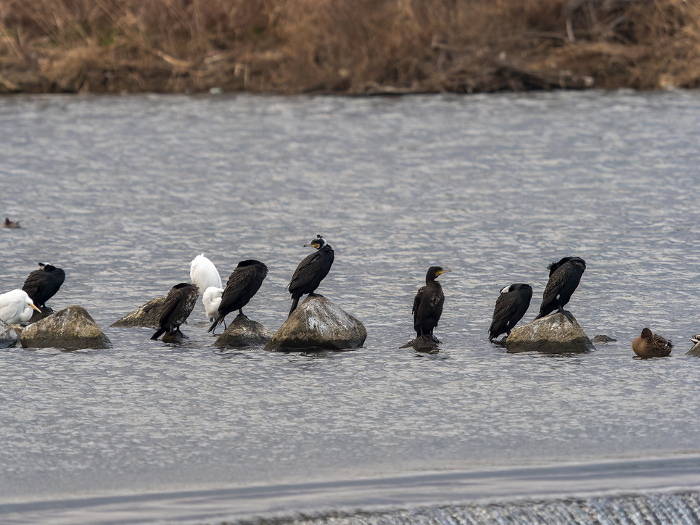The Yamato River and a flock of wild birds in midwinter