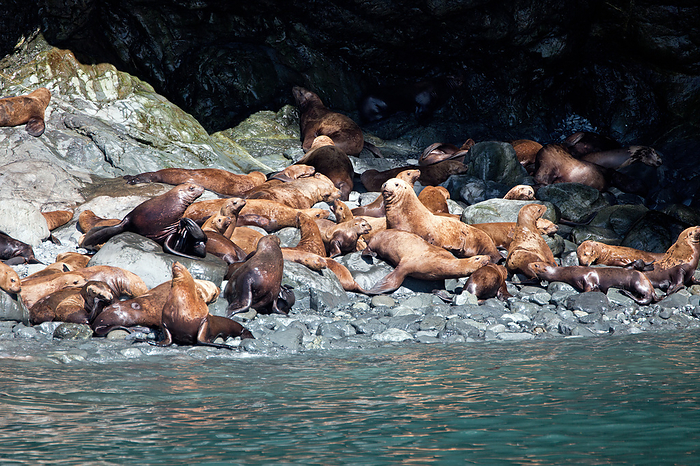 Sea lions on the beach Sea lions on the beach, by Zoonar Andreas Edelm