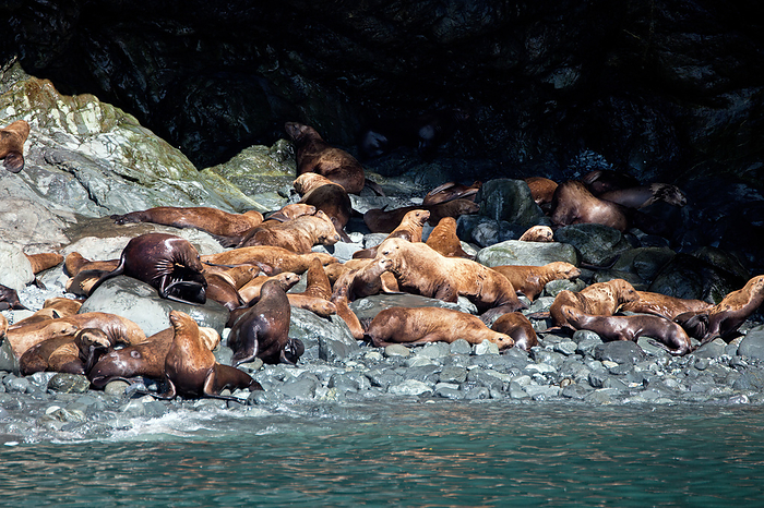 Sea lions on the beach Sea lions on the beach, by Zoonar Andreas Edelm