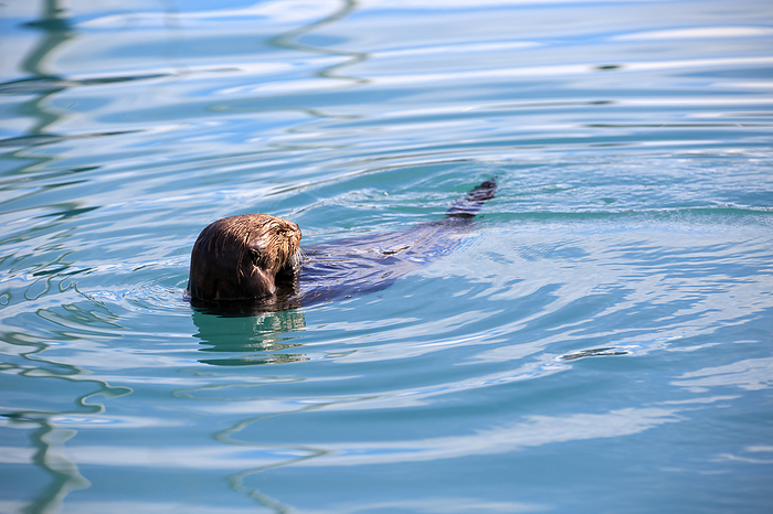 Sea Otter eating a shell Sea Otter eating a shell, by Zoonar Andreas Edelm