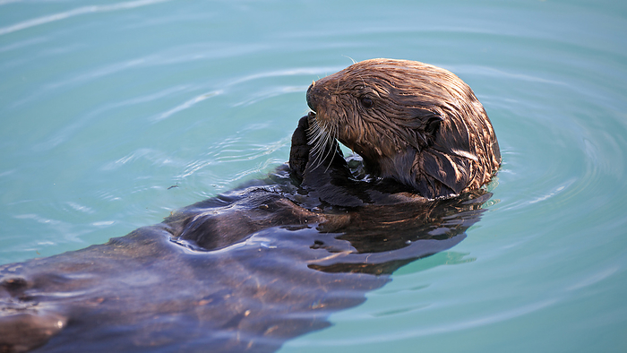 a Sea otter is eating mussels a Sea otter is eating mussels, by Zoonar Andreas Edelm