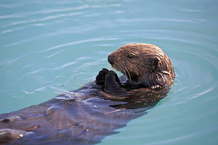a Sea otter is eating mussels a Sea otter is eating mussels, by Zoonar Andreas Edelm