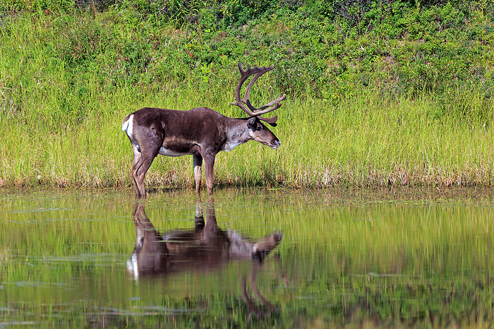 Caribou with reflexion in the lake Caribou with reflexion in the lake, by Zoonar Andreas Edelm