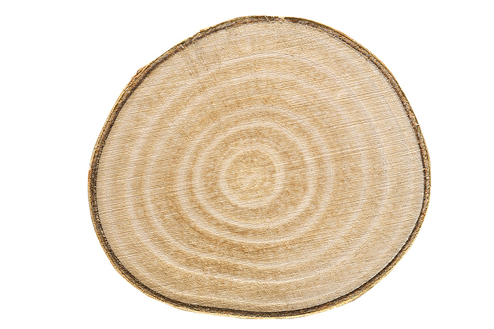 Birch wood, cross section on white background Birch wood, cross section on white background, by Zoonar Harald Biebel