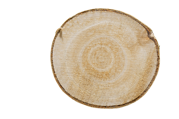 Birch wood, cross section on white background Birch wood, cross section on white background, by Zoonar Harald Biebel