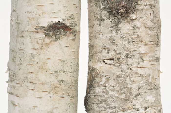 Young birch trunks, close up view Young birch trunks, close up view, by Zoonar Harald Biebel