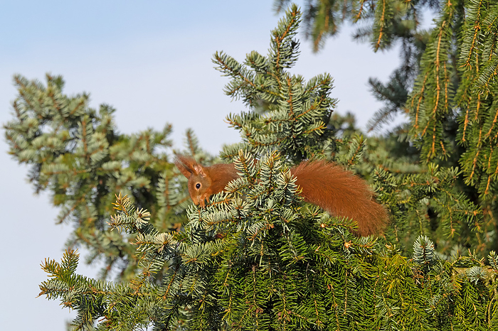Close up of a red squirrel in a fir tree Close up of a red squirrel in a fir tree, by Zoonar Katrin May