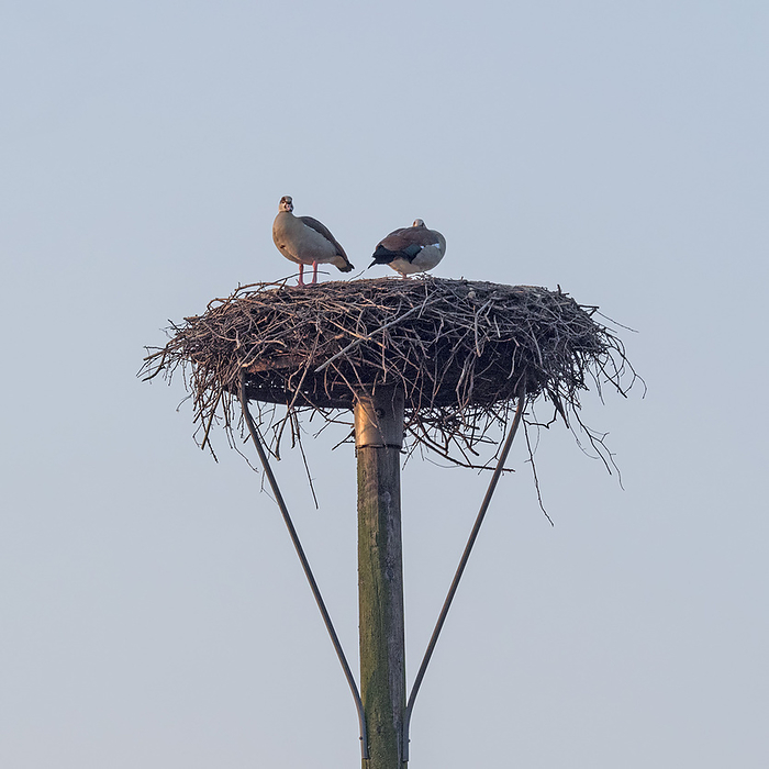 A pair of Egyptian Gooses occupy a stork nest A pair of Egyptian Gooses occupy a stork nest, by Zoonar Katrin May
