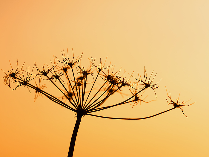 Silhouette of the faded blossom of a wild carrot at sunset Silhouette of the faded blossom of a wild carrot at sunset, by Zoonar Katrin May