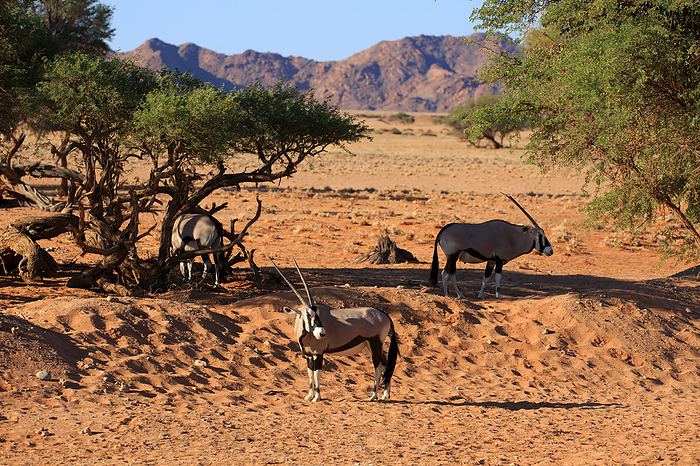 oryx antelopes oryx antelopes, by Zoonar Andreas Edelm