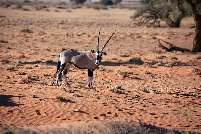Oryx antelope Oryx antelope, by Zoonar Andreas Edelm