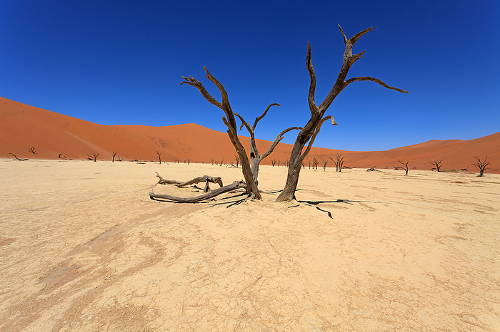 Dead Vlei in the Namib Naukluft national park in Namibia Dead Vlei in the Namib Naukluft national park in Namibia, by Zoonar Andreas Edelm