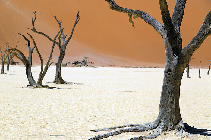 Dead Vlei in the Namib Naukluft national park in Namibia Dead Vlei in the Namib Naukluft national park in Namibia, by Zoonar Andreas Edelm