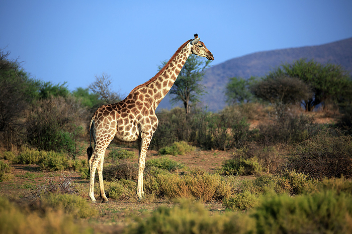 Giraffe Giraffe, by Zoonar Andreas Edelm