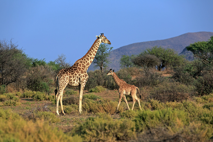 Giraffe with baby Giraffe with baby, by Zoonar Andreas Edelm