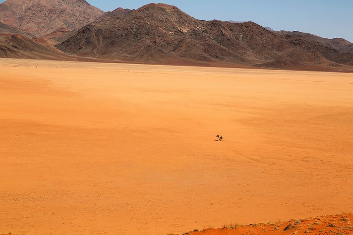 Namib Naukluft national park Namib Naukluft national park, by Zoonar Andreas Edelm