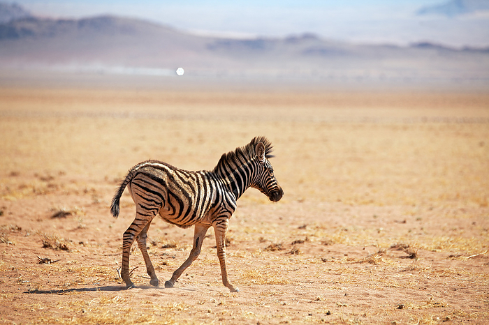 Zebra Baby Zebra Baby, by Zoonar Andreas Edelm
