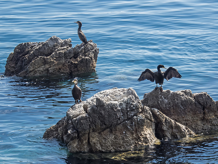 Three cormorants are sitting on rocks in the Adriatic Sea near to the coast of Croatia Three cormorants are sitting on rocks in the Adriatic Sea near to the coast of Croatia, by Zoonar Katrin May