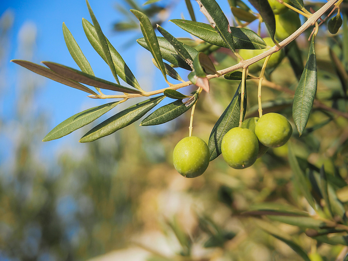 Some green olives on the branch of an olive tree in Croatia Some green olives on the branch of an olive tree in Croatia, by Zoonar Katrin May