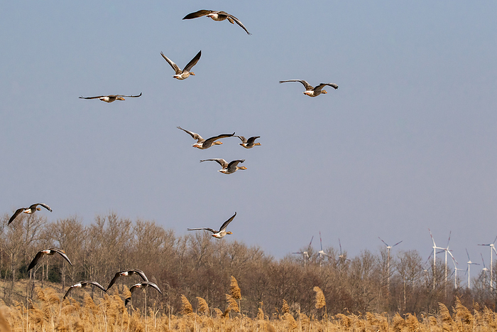 Swarm of geese in flight Swarm of geese in flight, by Zoonar Daniel Kuehne