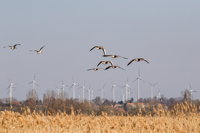 Swarm of geese in flight Swarm of geese in flight, by Zoonar Daniel Kuehne