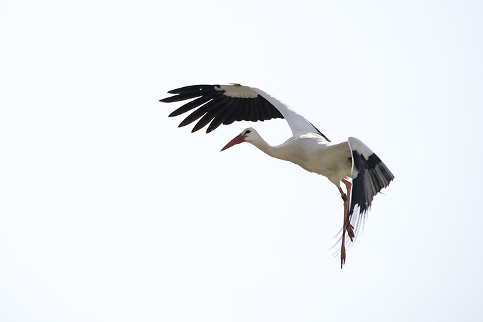 White Stork  Ciconia ciconia  White Stork  Ciconia ciconia , by Zoonar Falke