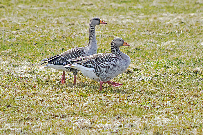 Greylag Goose   Anser anser  Greylag Goose   Anser anser , by Zoonar Falke