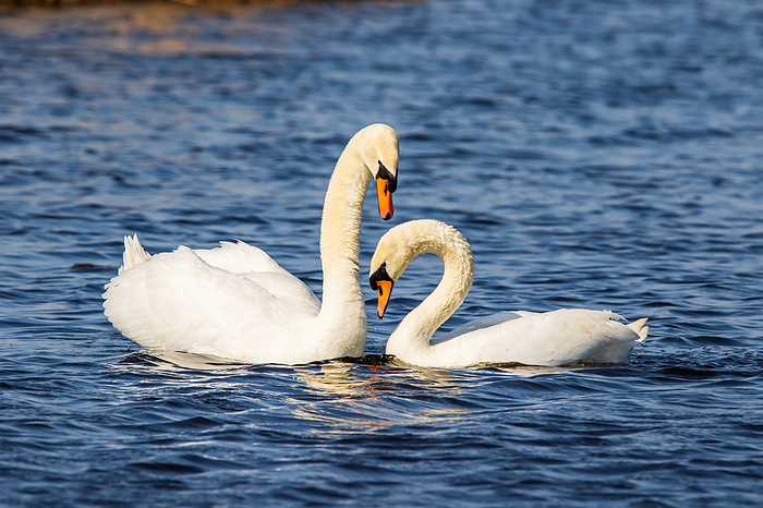 Mute Swan or White Swan, Cygnus olor, Germany Mute Swan or White Swan, Cygnus olor, Germany, by Zoonar Daniel Kuehne