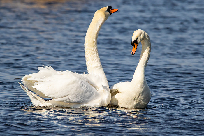 Mute Swan or White Swan, Cygnus olor, Germany Mute Swan or White Swan, Cygnus olor, Germany, by Zoonar Daniel Kuehne