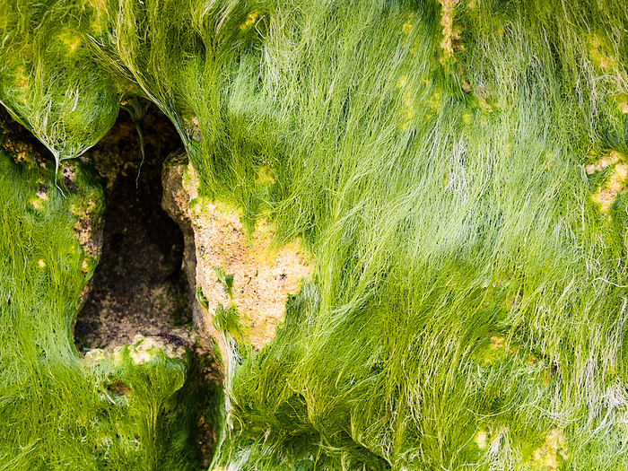 rock with seaweed rock with seaweed, by Zoonar angeta