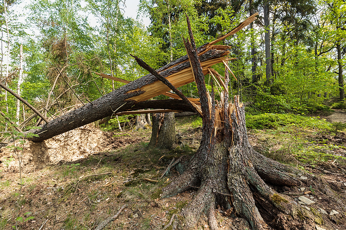 Wind break in forest Storm damage Wind break in forest Storm damage, by Zoonar Photographer:
