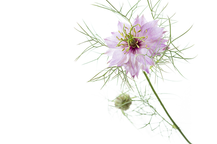 love in a mist flower, Nigella damascena love in a mist flower, Nigella damascena, by Zoonar Harald Biebel