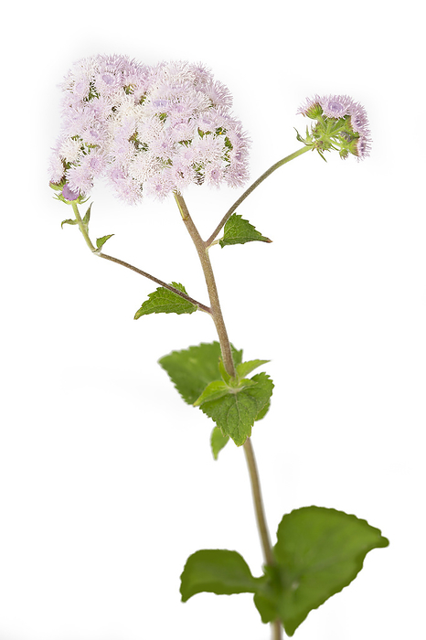 Liver balm  Ageratum houstonianum  on white background Liver balm  Ageratum houstonianum  on white background, by Zoonar Harald Biebel