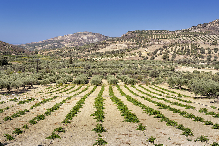 Olive trees on the island Crete, Greece Olive trees on the island Crete, Greece, by Zoonar Harald Biebel