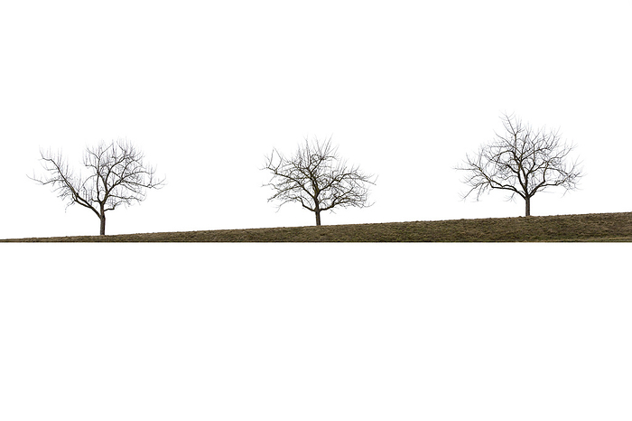 Three bare trees in winter, isolated on white background Three bare trees in winter, isolated on white background, by Zoonar Harald Biebel