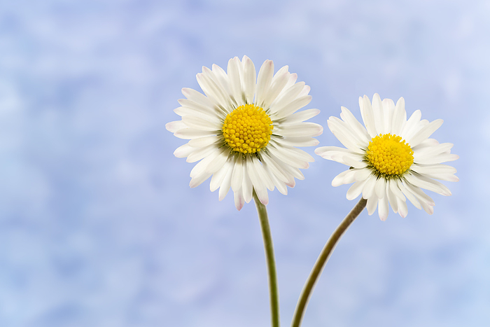 Two daisies  Bellis perennis , close up, textured background Two daisies  Bellis perennis , close up, textured background, by Zoonar Harald Biebel