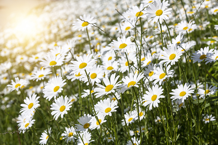 Blossoming daisy meadow  Leucanthemum  with sun Blossoming daisy meadow  Leucanthemum  with sun, by Zoonar Harald Biebel
