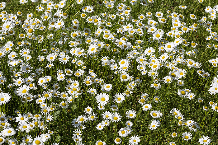 Blossoming Marguerite Meadow  Leucanthemum  Blossoming Marguerite Meadow  Leucanthemum , by Zoonar Harald Biebel