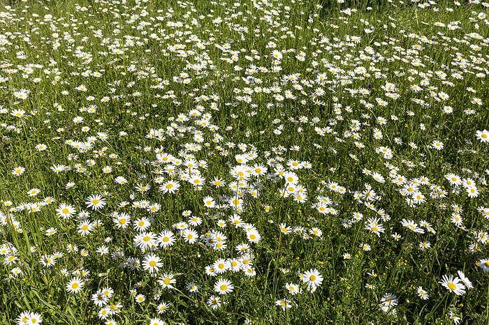 Blossoming Marguerite Meadow  Leucanthemum  Blossoming Marguerite Meadow  Leucanthemum , by Zoonar Harald Biebel