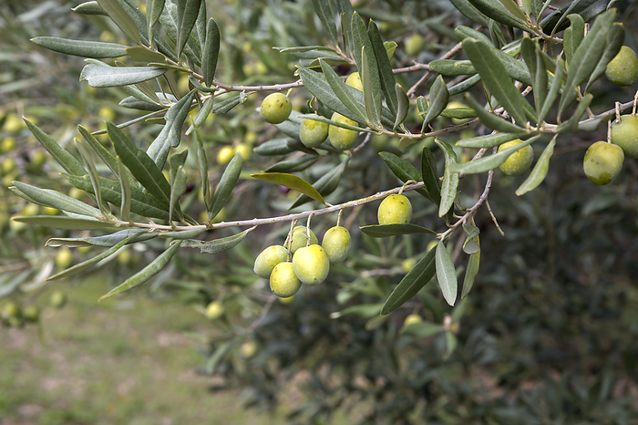 Green olives on an olive tree Green olives on an olive tree, by Zoonar Harald Biebel