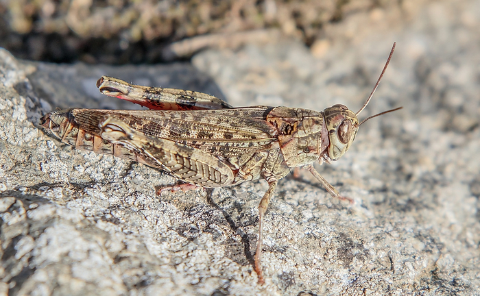 Italian beauty cricket  Calliptamus italicus . Italian beauty cricket  Calliptamus italicus ., by Zoonar Falke