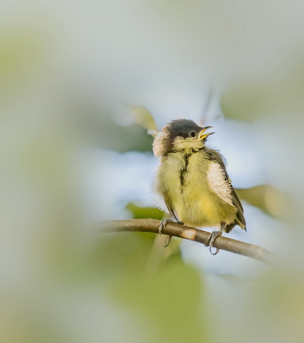 Young great tit  Parus major Young great tit  Parus major, by Zoonar Falke