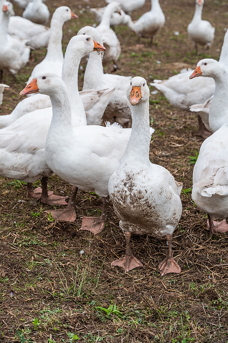 Close up group of white Ducks, Geese on a farm looking for food Close up group of white Ducks, Geese on a farm looking for food, by Zoonar Markus Beck