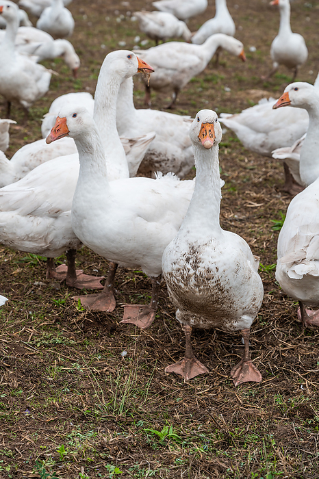 Close up group of white Ducks, Geese on a farm looking for food Close up group of white Ducks, Geese on a farm looking for food, by Zoonar Markus Beck