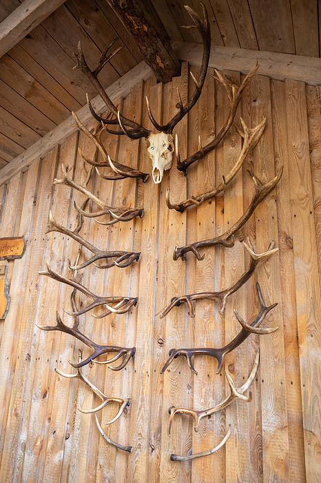 Deer antlers and deer skulls hang on a wooden wall as decoration, vertical shot Deer antlers and deer skulls hang on a wooden wall as decoration, vertical shot, by Zoonar Markus Beck