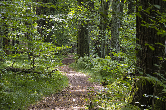 Forest track, Koenigsbrueck, Saxonia, Germany Forest track, Koenigsbrueck, Saxonia, Germany, by Zoonar GUNAR STREU